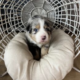 Australian Shepherd Puppies from Carmel Mountain Aussies