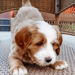 Goldendoodles from Ginger Paws Doodles