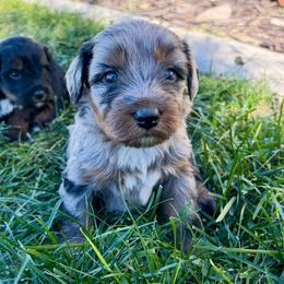 Rei - Merle female Bernedoodle puppy in Ogden, Utah from Salty Point Doodles
