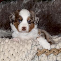 Miniature Australian Shepherds from ARanchin’ Mini Australian Shepherds