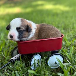 Full Fluff TC - Sable male Pembroke Welsh Corgi puppy in Nashville, Arkansas from Whisenhunt Farms