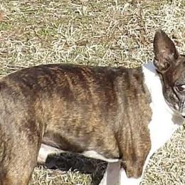 Boston Terriers from Beth Long's Boston Terriers