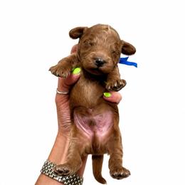 George Jones - Red  male Goldendoodle puppy in Hot Springs, Arkansas from Hot Springs Kennels