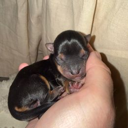 Faith - Black and gold female Yorkshire Terrier puppy in Prescott Valley, Arizona from Bragg’s Yorkies