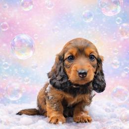 Pink Collar ON HOLD - Red female Dachshund puppy in Zebulon, North Carolina from Salt of the Earth Dachshunds