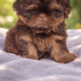 Ginny - Liver female Shih Tzu puppy in Port Huron, Michigan from Shih Tzu Cottage