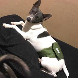 Johnny - White and blue male Rat Terrier puppy in Atlanta, Texas from CaliRats Rat Terriers