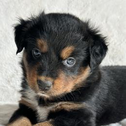 Raven - Black tri female Toy Australian Shepherd puppy in Amarillo, Texas from Duclops Ranch Aussies