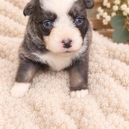Peony - Black tri female Toy Australian Shepherd puppy in Oroville, California from Diamond Arrow Aussies