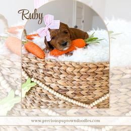 Ruby - Red  female Goldendoodle puppy in Bell Buckle, Tennessee from Precious Puptown Doodles