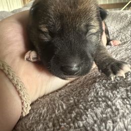 Registered Girl 2 - Red female Shiba Inu puppy in Harrodsburg, Kentucky from Kurtz Family Shibas