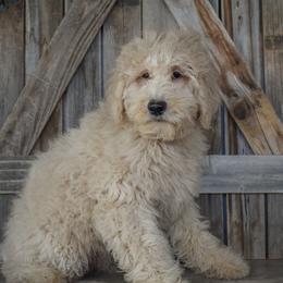 Country Boy - Orange Collar - Apricot male Goldendoodle puppy in Macedon, New York from Toodles Goldendoodles
