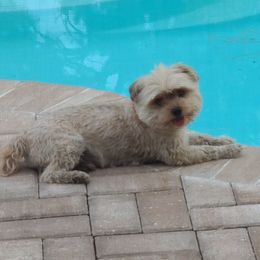 Bullo - Morkie