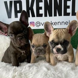 French Bulldog Puppies from VP Kennels