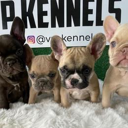 French Bulldog Puppies from VP Kennels