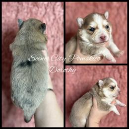 Dorothy - Merle female Pomsky puppy in Rossville, Georgia from Scenic City Pomskies