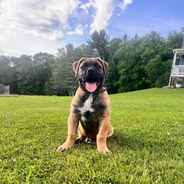Light Pink (previously light purple) - Fawn female Boerboel puppy in Callicoon, New York from Southern Pride Boerboels