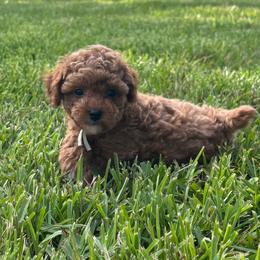 Cove - Red  male Poodle puppy in Wharton, Texas from In the Red Poodles