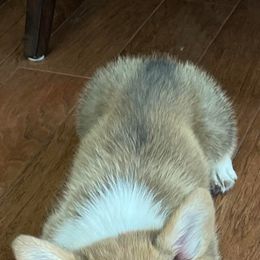 Cardigan Welsh Corgi and Pembroke Welsh Corgi Puppies from Rustic Spur Kennel
