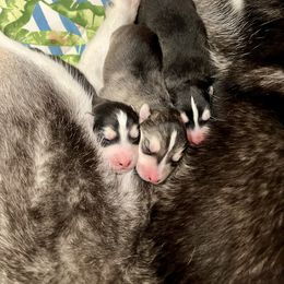 Maltese and Siberian Husky Puppies from Nyx’s Pack