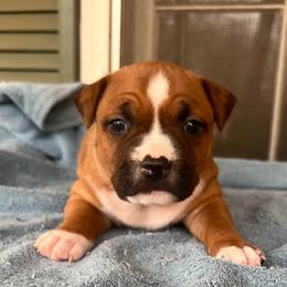 Vixen - Red female American Staffordshire Terrier puppy in Marietta, Georgia from Ambition Amstaffs