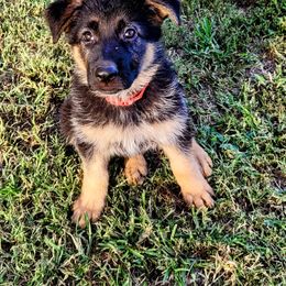 Girl 1 - Black and red German Shepherd puppy in Noel, Missouri from Wondar Shepherds