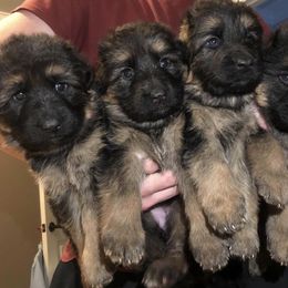 German Shepherd Puppies from Chattanooga Tn German Shepherds