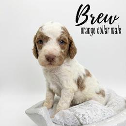 Brew - Parti male Goldendoodle puppy in Taylorsville, North Carolina from Doggone Dixie Doodles