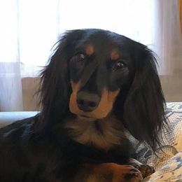 Delta - Dachshund