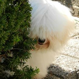 Havanese from Gemstone Havanese