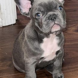 French Bulldogs from BJ's Prestige Frenchies