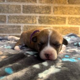 Purple collar female - Sable female Pembroke Welsh Corgi puppy in Mcarthur, Ohio from Bentley Corgis LLC
