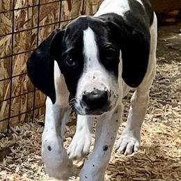 Pie - Black and white female Great Dane puppy in Clayton, Washington from DaneLand Farm