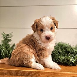 Sophie - female Australian Mountain Doodle puppy in South Jordan, Utah from Western Doodles Utah