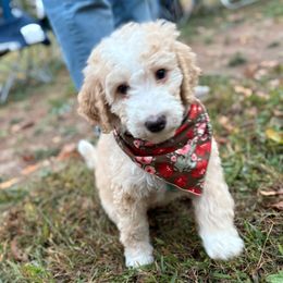 Sugar - Red female Bernedoodle puppy in Denver, Pennsylvania from Greenview Puppies