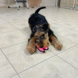 Airedale Terrier and Lakeland Terrier Puppies from Wood Note Airedale & Lakeland Terriers