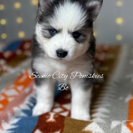 Bo Duke - Black and white male Pomsky puppy in Rossville, Georgia from Scenic City Pomskies