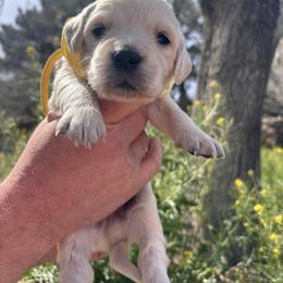 Yellow boy - Light golden male Golden Retriever puppy in Pahrump, Nevada from Southern Nevada Goldens