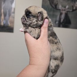 Serena - Fawn female Pug puppy in Olin, North Carolina from Piggy Pugs