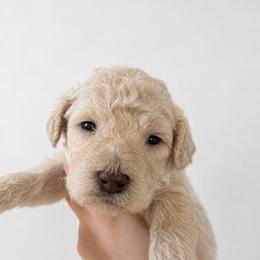 Dolly - Cream female Poodle puppy in Grovetown, Georgia from PND Kennel