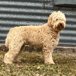 Pheobe - Australian Labradoodle