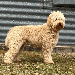 Pheobe - Australian Labradoodle