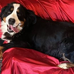 Charlotte - Bernese Mountain Dog