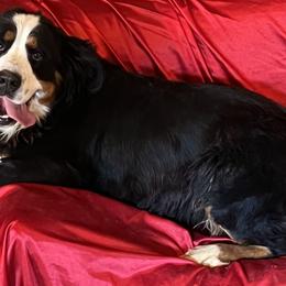 Charlotte - Bernese Mountain Dog