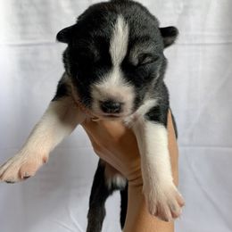 Siberian Husky Puppies from SoFlo Siberians