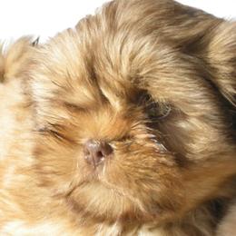 Anatolian Shepherd Dog, Collie, and Lhasa Apso Puppies from Foxglove Farms Collies/Green Stains Anatolians/I Ching Lhasas