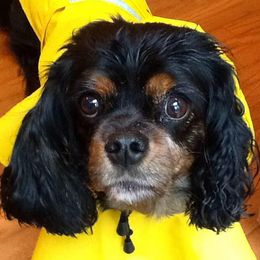 Cavalier King Charles Spaniels from Tara's Pups