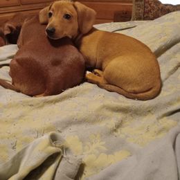 Dachshund Puppies from Sherman's Dachshunds