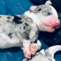 Koa - Blue merle male Aussiedoodle puppy in Hempstead, Texas from Young Gun Aussies