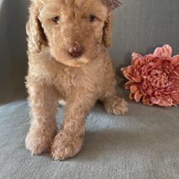 Goldendoodle Puppies from Aimee Schamback